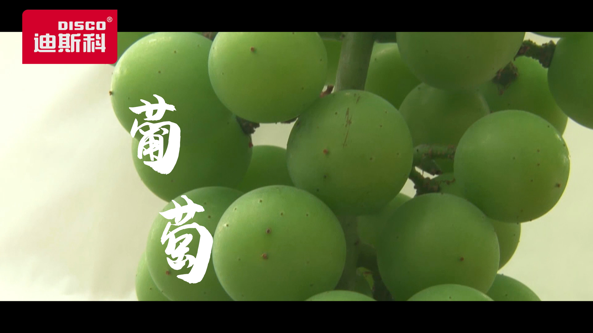 【农作物】巨峰葡萄